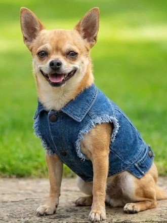 Dog’s denim jacket